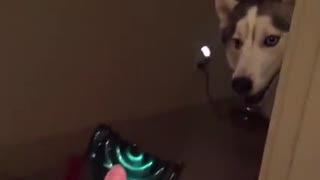 主人调教视频国产,从调教视频看国产崛起之路  第2张